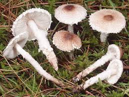 Attēlu rezultāti vaicājumam “Lepiota clypeolaria”