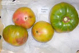 Afbeeldingsresultaat voor northern lights tomato