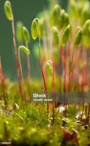 Attēlu rezultāti vaicājumam “Pohlia nutans”