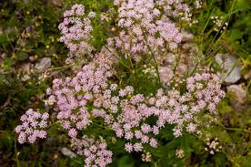 Image result for Pimpinella major