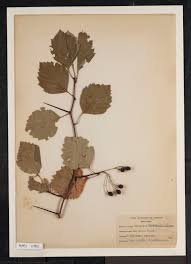 Attēlu rezultāti vaicājumam “Crataegus macracantha”