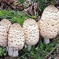 Image result for coprinus