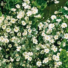 Attēlu rezultāti vaicājumam “Gypsophila muralis fruit”