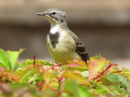 Attēlu rezultāti vaicājumam “Motacillidae”