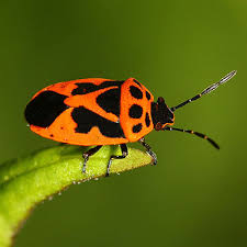 Attēlu rezultāti vaicājumam “Eurydema dominulus imago”