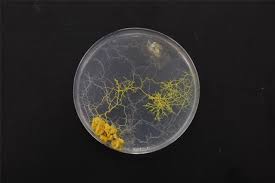 Attēlu rezultāti vaicājumam “Physarum nitens plasmodium”