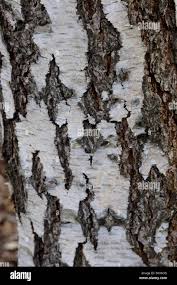 Attēlu rezultāti vaicājumam “Betula pendula”