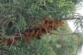 Attēlu rezultāti vaicājumam “Gymnosporangium sabinae”