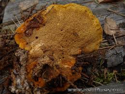 Attēlu rezultāti vaicājumam “Gloeophyllum odoratum”