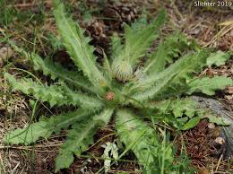 Attēlu rezultāti vaicājumam “Cirsium acaule leaf”