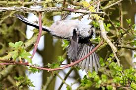 Attēlu rezultāti vaicājumam “Aegithalos caudatus”