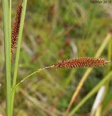 Attēlu rezultāti vaicājumam “Carex rostrata”