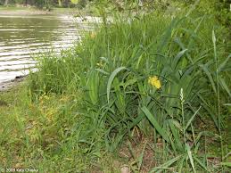 Attēlu rezultāti vaicājumam “Iris pseudacorus fruit”
