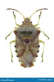 Attēlu rezultāti vaicājumam “Elasmucha grisea”