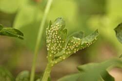 Attēlu rezultāti vaicājumam “Adoxa moschatellina”