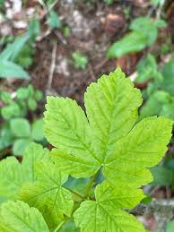 Attēlu rezultāti vaicājumam “Acer pseudoplatanus leaf”