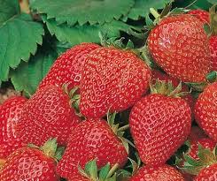 Attēlu rezultāti vaicājumam “Fragaria x ananassa”