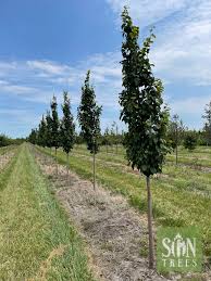 Attēlu rezultāti vaicājumam “Carpinus betulus”