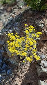 Image result for Alyssum diffusum