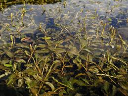 Attēlu rezultāti vaicājumam “Potamogeton gramineus”