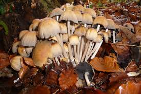 Attēlu rezultāti vaicājumam “Coprinus micaceus”