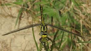 Attēlu rezultāti vaicājumam “Gomphus flavipes”