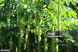 Attēlu rezultāti vaicājumam “Pterocarya fraxinifolia male flower”