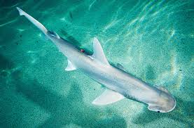 Image result for Sphyrna tiburo