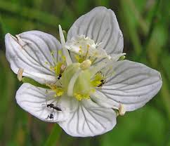 Attēlu rezultāti vaicājumam “Parnassiaceae”