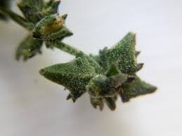 Attēlu rezultāti vaicājumam “Atriplex patula fruit”