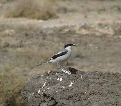 Attēlu rezultāti vaicājumam “Lanius excubitor adult”