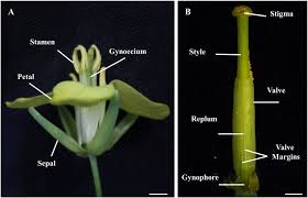 Attēlu rezultāti vaicājumam “Brassica napus flower”