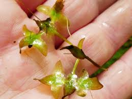 Attēlu rezultāti vaicājumam “Lemna trisulca”