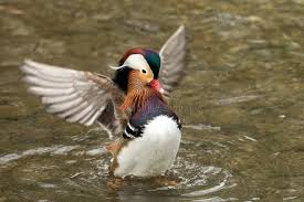 Attēlu rezultāti vaicājumam “Aix galericulata male”