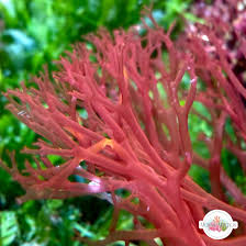 Attēlu rezultāti vaicājumam “Rhodophyta”