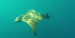 Image result for Mobula tarapacana