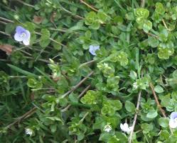 Attēlu rezultāti vaicājumam “Plantaginaceae”