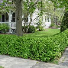 Attēlu rezultāti vaicājumam “Ribes alpinum”