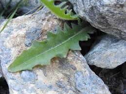 Attēlu rezultāti vaicājumam “Leontodon hispidus fruit”