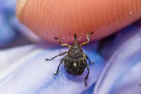 Attēlu rezultāti vaicājumam “Pissodes piniphilus”