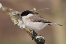 Image result for Poecile montana