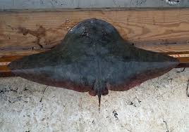 Image result for Gymnura micrura