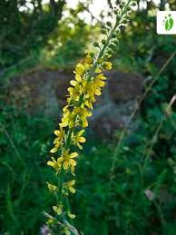 Attēlu rezultāti vaicājumam “Agrimonia eupatoria flower”