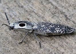 Attēlu rezultāti vaicājumam “Elateridae”