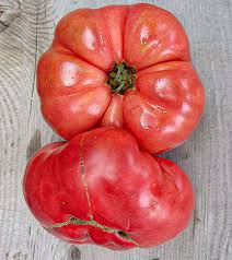 Afbeeldingsresultaat voor millionaire tomato