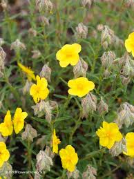 Attēlu rezultāti vaicājumam “Helianthemum nummularium leaf”