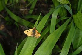 Attēlu rezultāti vaicājumam “Carterocephalus silvicolus male”