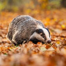 Attēlu rezultāti vaicājumam “Meles meles”