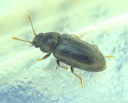 Attēlu rezultāti vaicājumam “Byturidae”