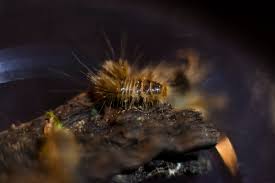 Attēlu rezultāti vaicājumam “Diderma tigrinum young”